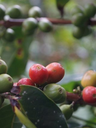 How to Grind Coffee Beans Like a Pro: Tips and Techniques for the Perfect Brew
