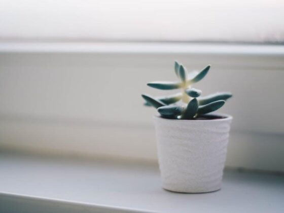 Unlock the Magic: Grow Your Own Coffee Beans at Home!