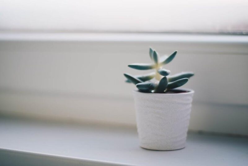Unlock the Magic: Grow Your Own Coffee Beans at Home!