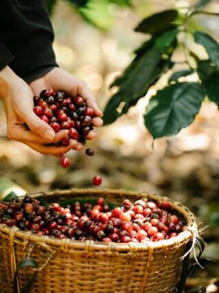 Everything You Need to Know About Coffee Bean Plants!