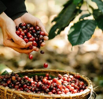 Everything You Need to Know About Coffee Bean Plants!