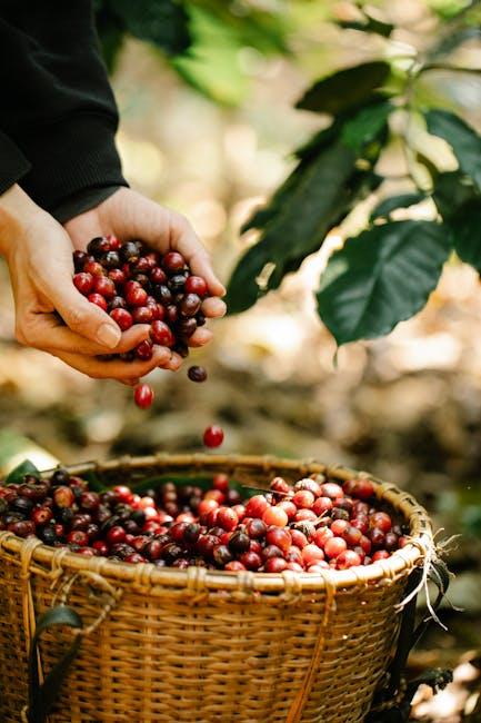 Everything You Need to Know About Coffee Bean Plants!