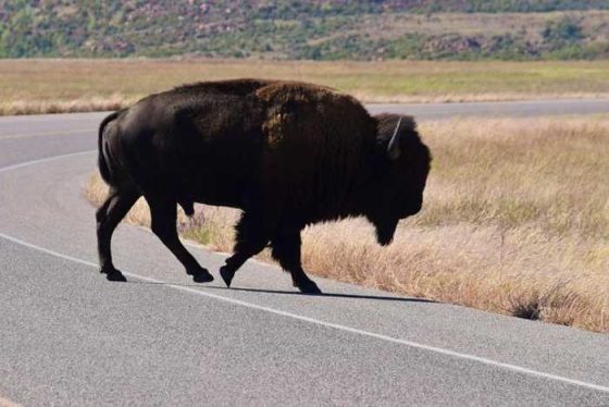 Roaming for Joe: Fun Travel Tips for Coffee Lovers!