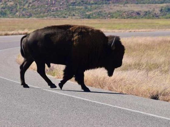 Roaming for Joe: Fun Travel Tips for Coffee Lovers!