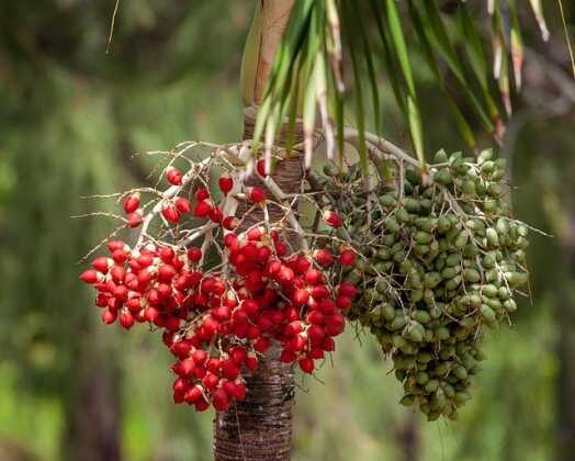 Coffee Beans Plant: Your Ultimate Guide to Green Gold!