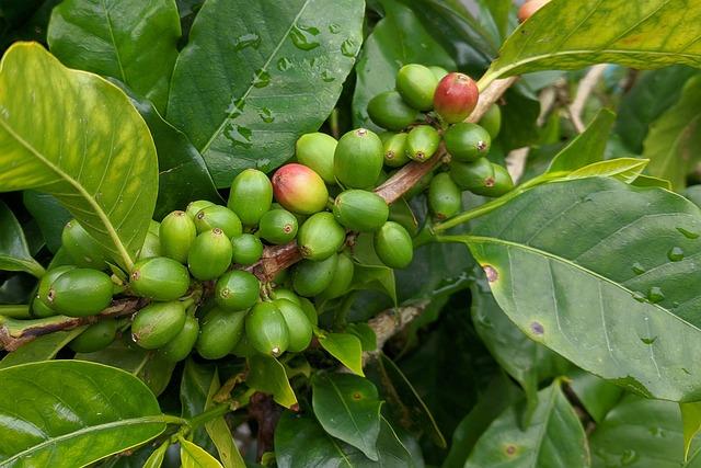 From Seed to Brew:⁢ Nurturing ‌Your coffee Beans